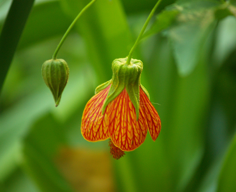 abutilon Patrick