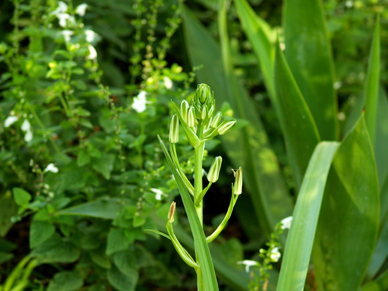 albuca batteniana