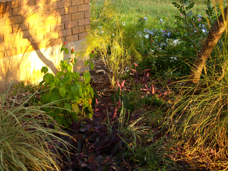 bamboo-muhly-first-web