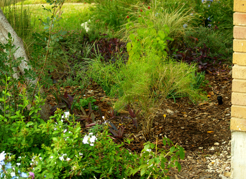 bamboo-muhly-side-web