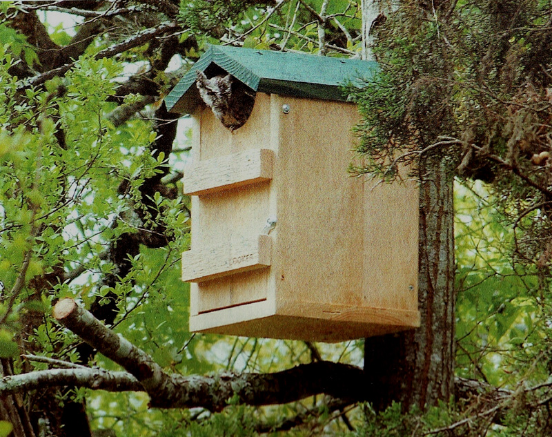 screech owl 