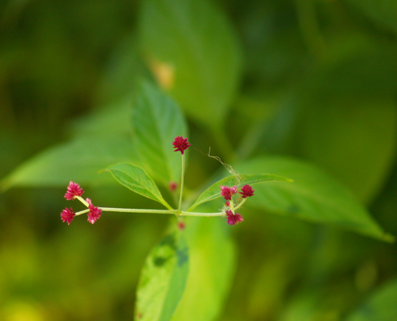 perennial globe amaranth