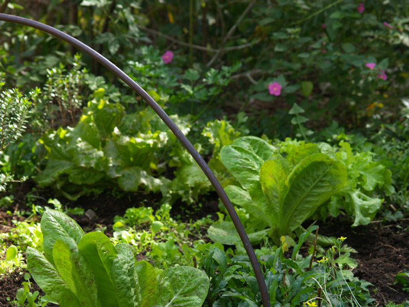lettuce-hoop-web
