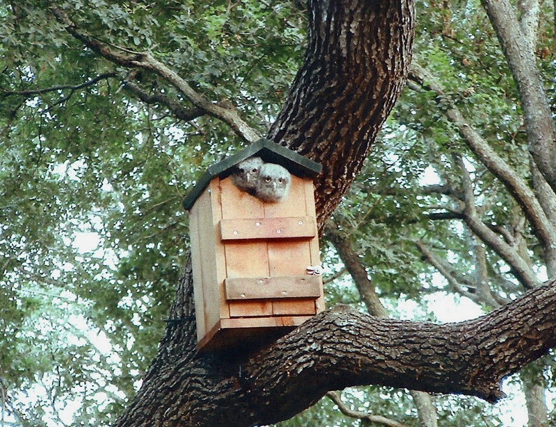 live-oak-owl-web screech owls
