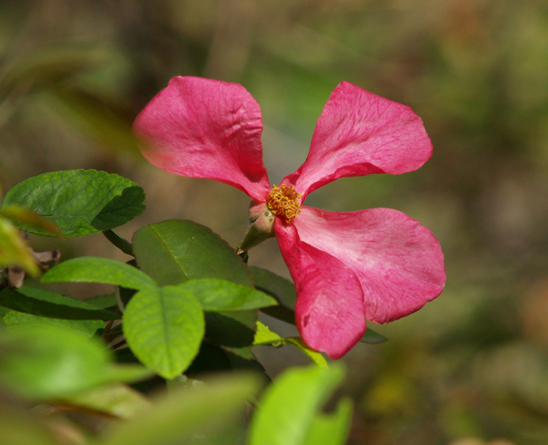 mutabilis rose