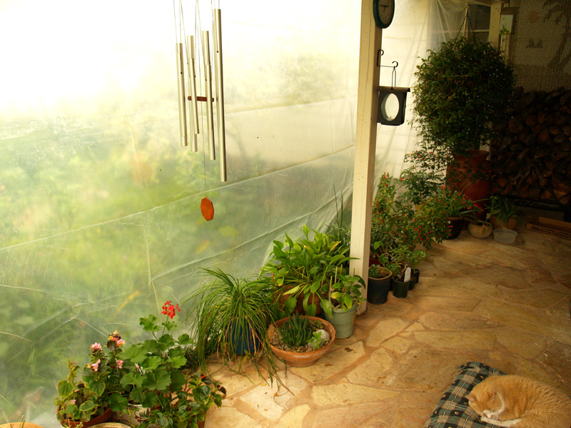 patio greenhouse plants
