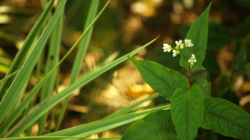 persicaria