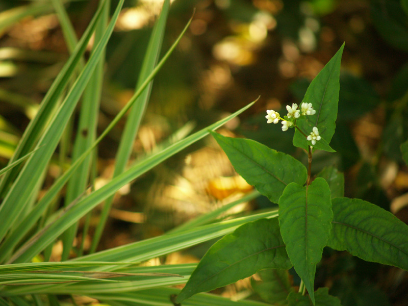 Persicaria Red Dragon