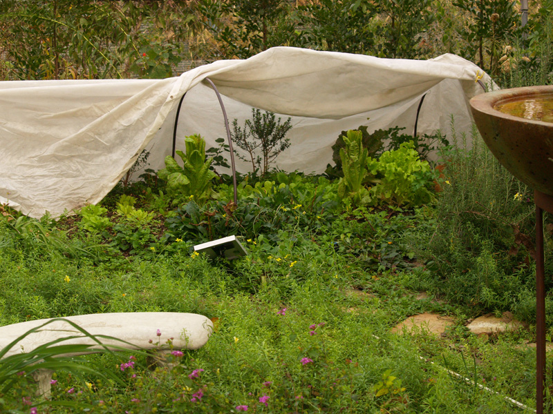 garden lettuce rowcover for winter