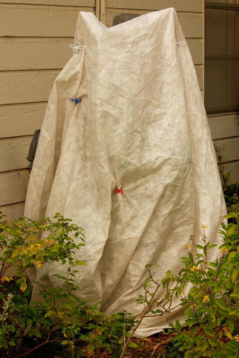 satsuma-rowcover-web Satsuma orange rowcover