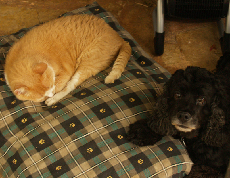 patio dog bed