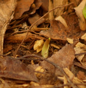 Arum italicum