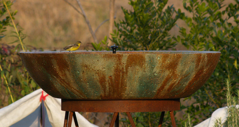 birdbath lesser goldfinch