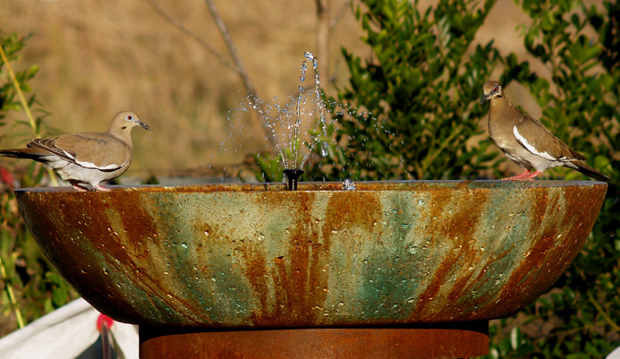 doves at birdbath