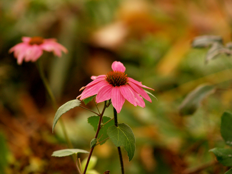 Coneflower