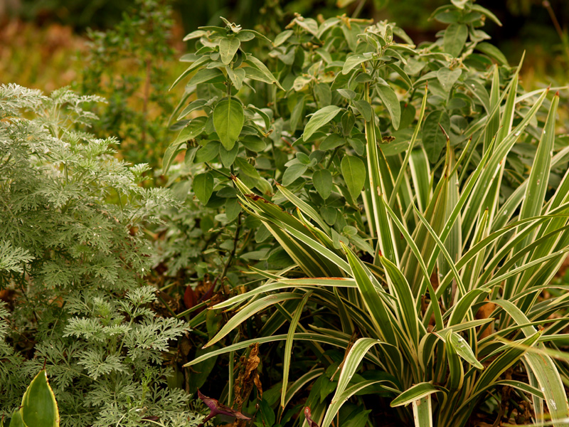Dianella and dicliptera