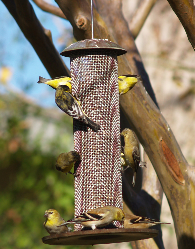 lesser goldfinches on backyard feeder
