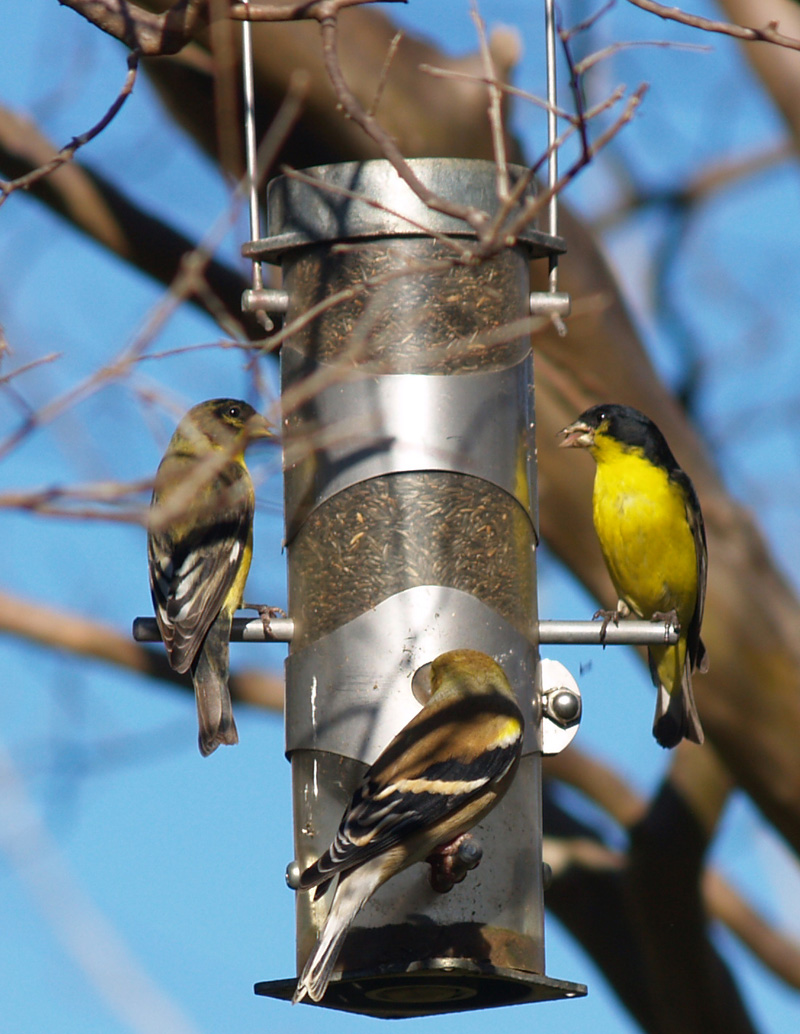 lesser goldfinches on backyard feeder