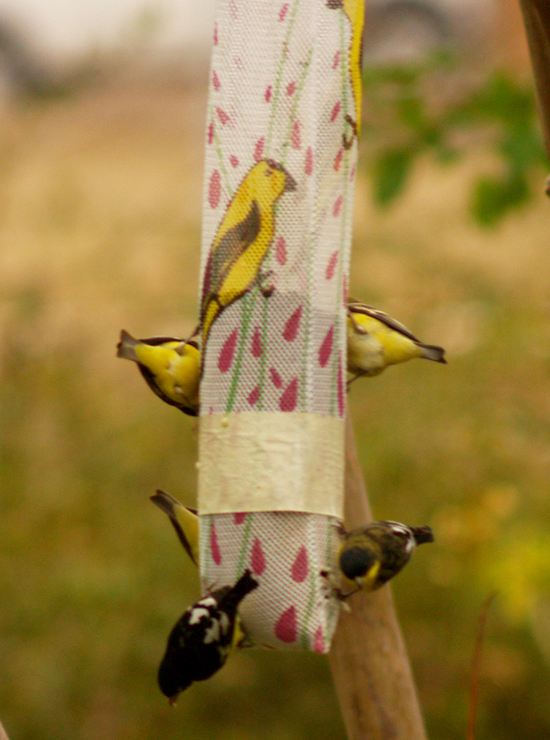goldfinches on sock