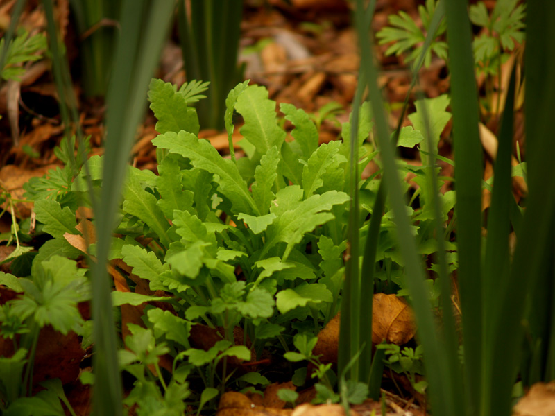 poppies coming up