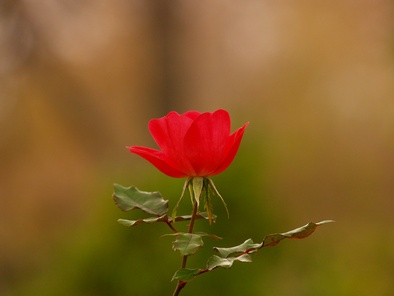 Knock Out rose in December