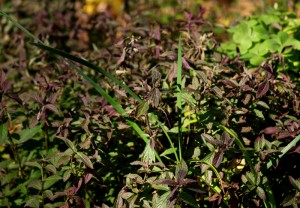Bicolor sage