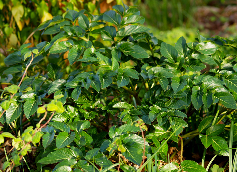 Angelica pachycarpa Angelica