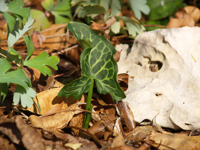 Arum italicum