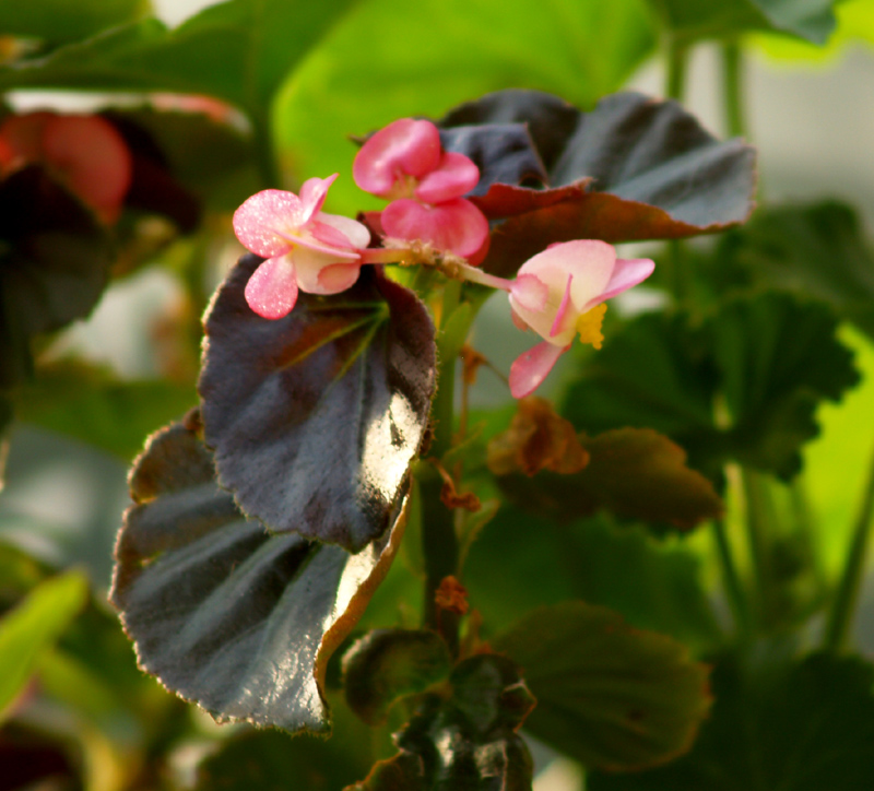 Begonia