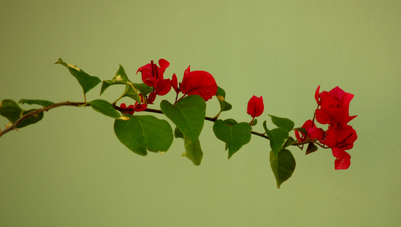 Bougainvillea