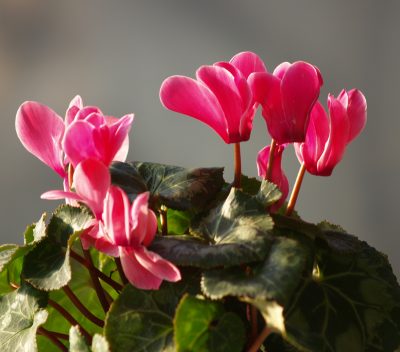 Winter Plants in Texas