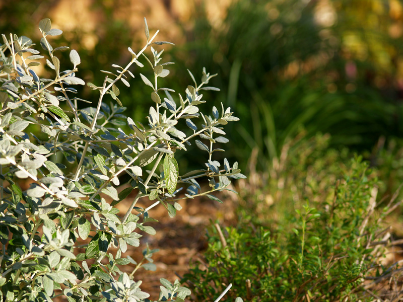 Evergreen foliage