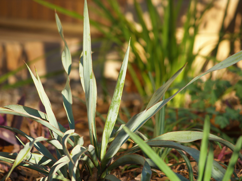 Yucca rupicola x pallida