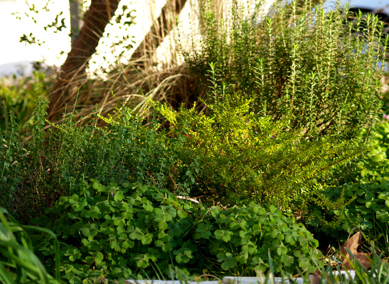 Evergreen winter foliage