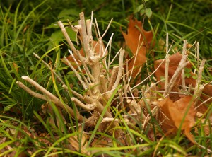 flame acanthus, Anisacanthus wrightii Flame acanthus, Anisacanthus wrightii