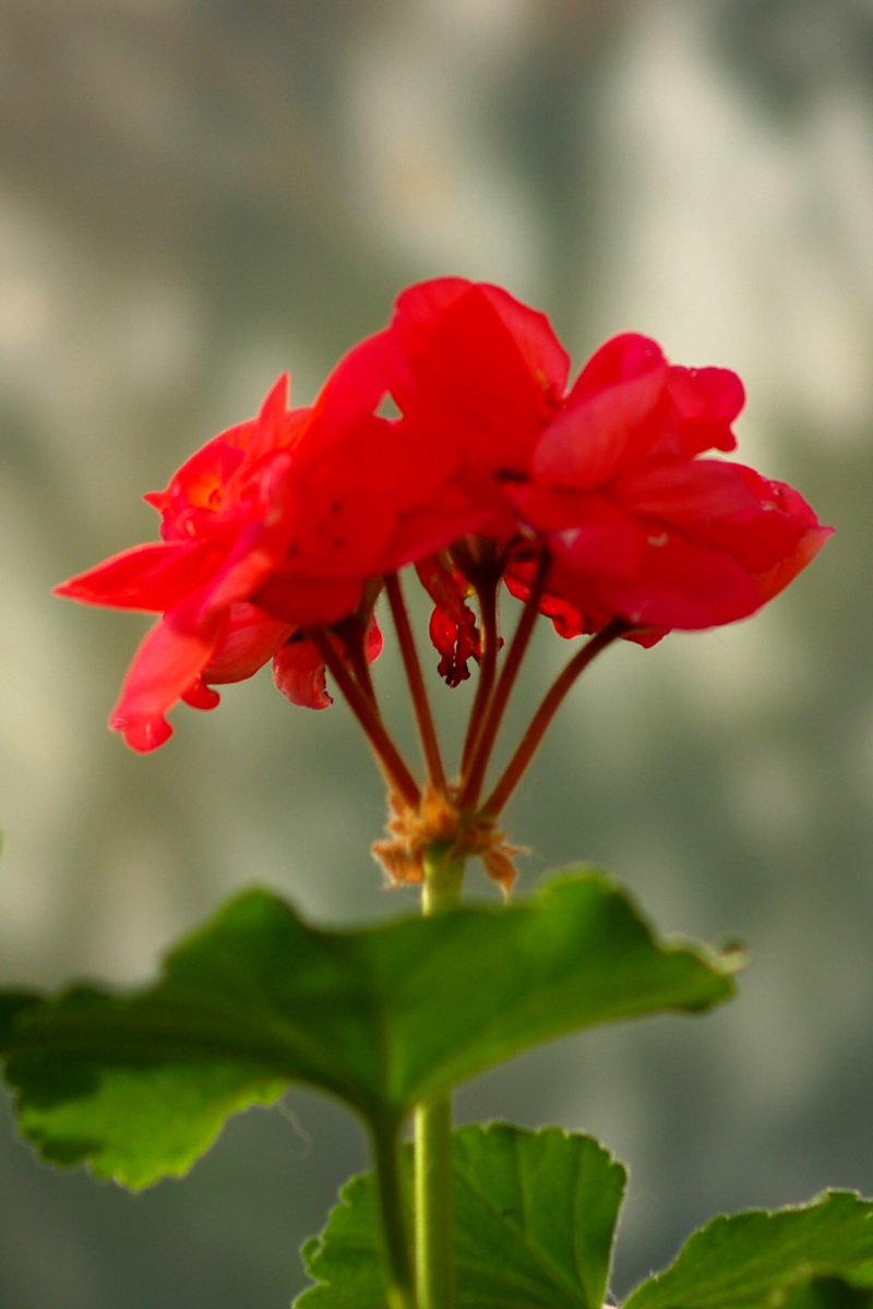 Geranium