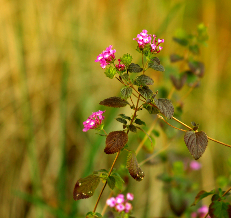 Purple trailing lantana