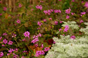 Purple trailing lantana with artemesia purple trailing lantana