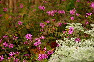 purple trailing lantana 