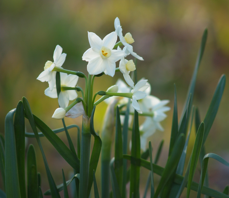 Narcissus
