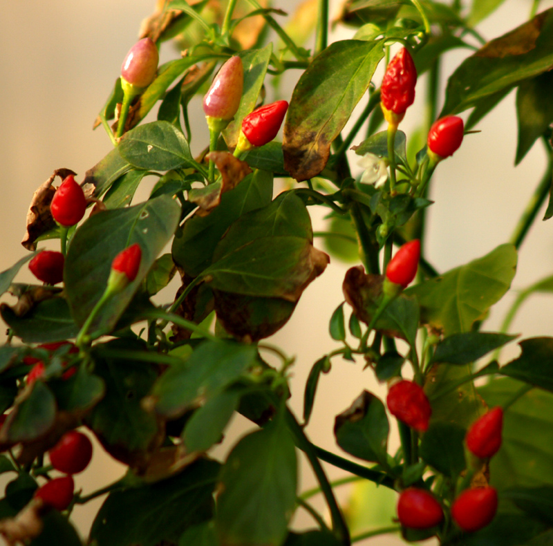 ornamental pepper