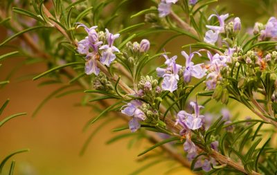 Rosemary flowers in January