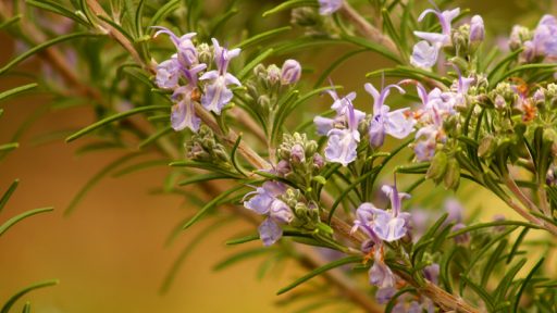 Rosemary flowers in January