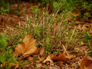 Salvia greggii pruned Salvia greggii after winter pruning