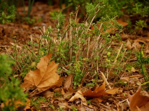 Salvia greggii after winter pruning 