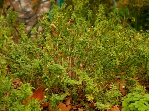 Salvia greggii before winter pruning 