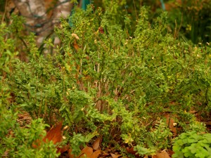 Salvia greggii before pruning Salvia greggii before winter pruning