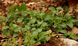 Indigo Spires salvia rosette