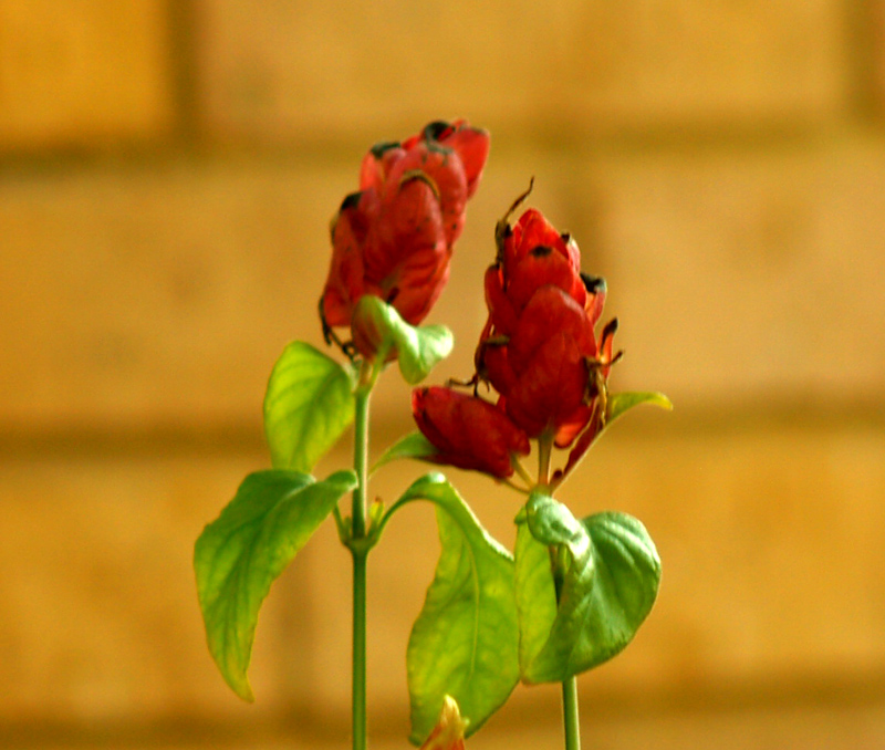 Shrimp plant