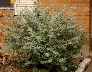 Silver germander